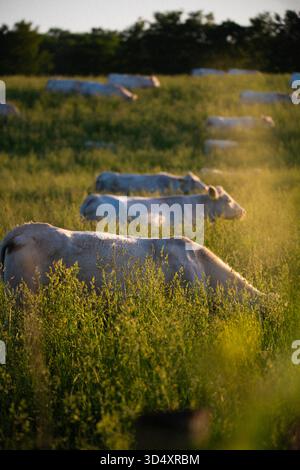 Weiße Rinder weiden friedlich auf einem üppigen Sommerfeld, das in goldenes Abendlicht getaucht ist. Der flache Fokus betont die Textur von hohem Gras und das W Stockfoto