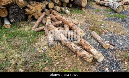 Kiefernholzhaufen. Baumstämme von Kiefernsägen aus der Nahaufnahme. Protokollierung. Baumstämme liegen auf dem Boden. Schnitthäuser aus Kiefernholz, bereit zum Stapeln Stockfoto