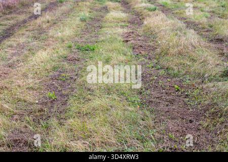 Reifenspuren des Traktors im Gras. Spurspuren auf einer Forststraße. Spuren von Autoreifen auf dem Gras, nachdem Lkw eine Forststraße entlang fahren. Stockfoto