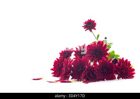Frische rote Blüten von Chrysanthemen mit weicher Beleuchtung. Stockfoto