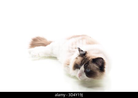 Wunderschöne Ragdoll-Katze, die auf weißem Hintergrund sitzt. Stockfoto