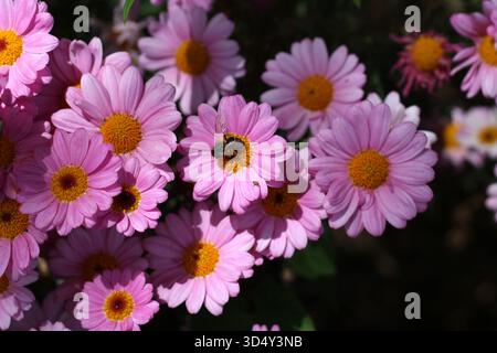 Rosa Gerbera Blumen mit Bienenfütterung. Stockfoto