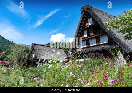 Blick auf traditionelle Bauernhäuser mit Strohdach, eingebettet in ein lebhaftes Feld von Wildblumen unter einem hellblauen Himmel mit schimmernden Wolken, Shirakawa, Gifu, Stockfoto