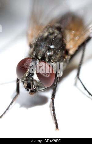 Eine extreme Nahaufnahme fängt die komplizierten Merkmale einer Hausfliege ein und hebt ihre großen Augen und feinen Haare hervor. Die Aufnahme zeigt lebendige Details der Textur Stockfoto