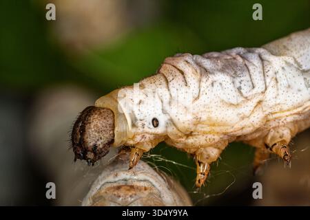 Eine Seidenraupe ernährt sich aktiv von einem Blatt in einer ruhigen Umgebung und zeigt seine charakteristischen Merkmale und Texturen bei Tageslicht. Stockfoto