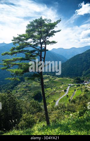 Blick auf einen einsamen Baum, der hoch steht vor einem Hintergrund von Terrassenfeldern und fernen Bergen unter einem hellen Himmel, Ibigawa, Gifu, Japan. Stockfoto