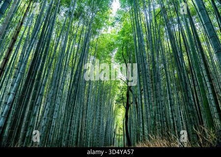 Der Blick auf die majestätischen Bambusstiele bildet eine ruhige, grüne Kathedrale über einem schmalen Pfad, die das Sonnenlicht durch die dichten Baumkronen filtert, Kyoto, Kyoto, Japan. Stockfoto