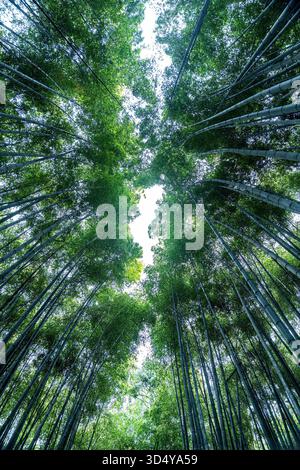 Blick auf hoch aufragende Bambusstiele, ein grünes Walddach, das zum Himmel reicht, gefiltertes Licht, das ein ätherisches Leuchten erzeugt, eine ruhige Flucht, Kyoto, Kyot Stockfoto