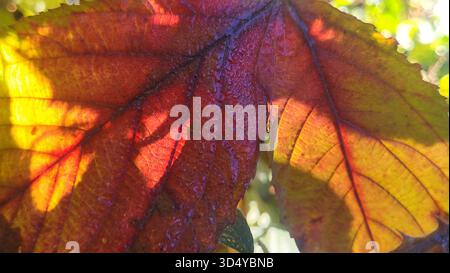 Eine lebhafte Nahaufnahme von Herbstblättern in Gelb-, Orange- und Rottönen, wunderschön beleuchtet durch Sonnenlicht. Stockfoto