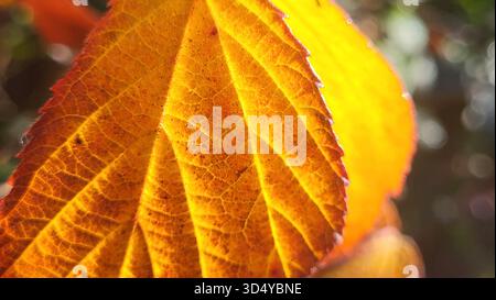 Eine lebhafte Nahaufnahme von Herbstblättern in Gelb-, Orange- und Rottönen, wunderschön beleuchtet durch Sonnenlicht. Das Bild hebt die feine Blattstruktur hervor. Stockfoto