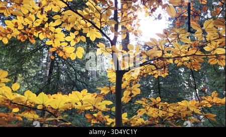 Eine lebhafte Nahaufnahme von hellgoldgelben Herbstblättern, die auf einem zarten Baumzweig glühen, inmitten der üppigen Grüntöne eines dichten Waldes. Stockfoto