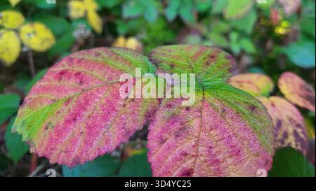 Eine Nahaufnahme der einzigartig farbigen Herbstblätter in leuchtenden Gelb- und Rotrosa-Tönen, die ihre detaillierten Blattadern in einer tiefen Waldlandschaft zeigen Stockfoto