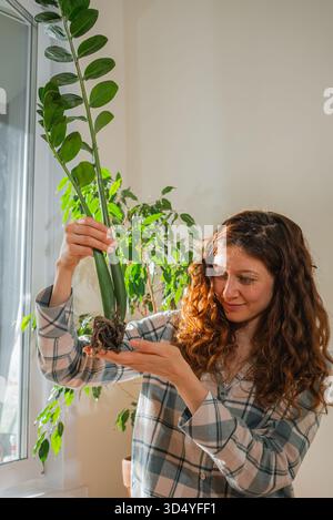 Frau, die eine zamioculcas zamiifolia Pflanze mit sichtbaren Wurzeln vor dem Umtopfen hält, was Pflanzenpflege, Gartenarbeit und Wachstum in einer hellen Innenumgebung symbolisiert Stockfoto