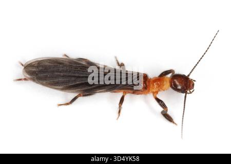Webspinner oder Fußspinner Insekten in der Ordnung Embiidina, auch bekannt als Embioptera. Ein geflügelter Erwachsener auf weißem Hintergrund. Stockfoto