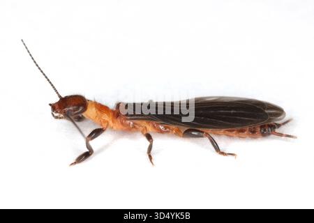 Webspinner oder Fußspinner Insekten in der Ordnung Embiidina, auch bekannt als Embioptera. Ein geflügelter Erwachsener auf weißem Hintergrund. Stockfoto