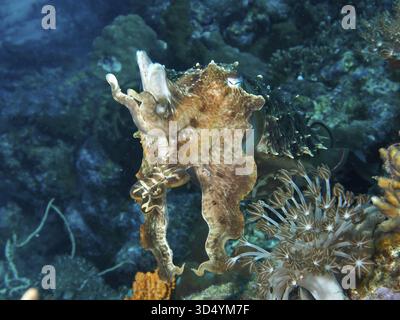 Tintenfisch, Breitarm-Tintenfisch (Sepia latimanus), in Korallenriff, umgeben von Unterwasserpflanzen und klarem Wasser. Nahe Begegnungen Tauchplatz, Permuteran Stockfoto
