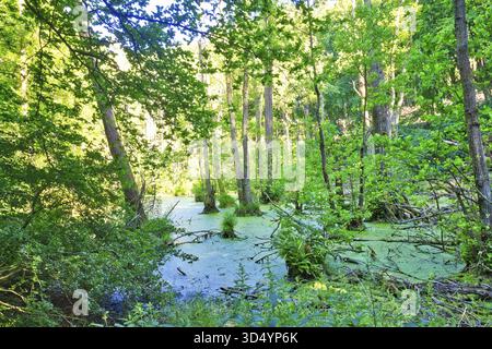 Grüner Sumpfwald mit dichter Vegetation und Sommerlicht, Hertha-See, Jasmund-Nationalpark, UNESCO-Weltkulturerbe, Rügen Mecklenburg-Weste Stockfoto