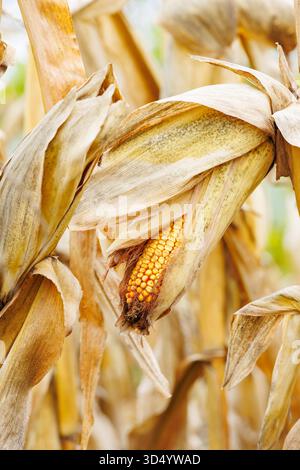 Goldener Maiskolben unter trockenen Schalen auf dem Herbstfeld. Reife Maiskolben umgeben von trockenen Stängeln an einem sonnigen Herbsttag. Stockfoto