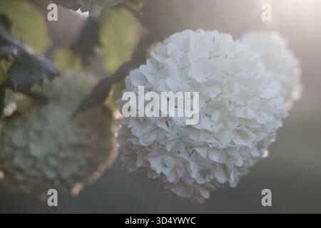 Weiße Blüte mit sanfter Hintergrundbeleuchtung. Schneeballbusch viburnum, duftender Schneeball, europäischer Cranberrybush. Viburnum x carlcephalum. Stockfoto