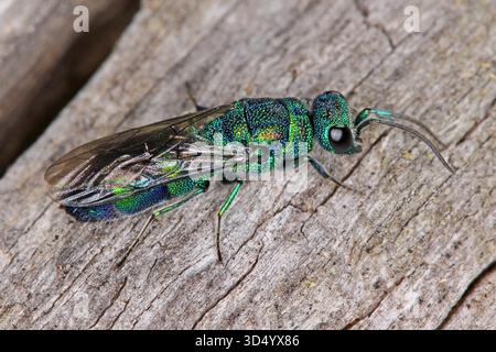 Chrysis iris, Kuckuckswespen (Insekten der Familie Chrysididae). Erwachsenes Exemplar auf Holz. Stockfoto