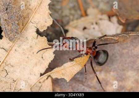 Südliche Holzameisen, Formica rufa. Häufige Nützlinge in europäischen Wäldern. Stockfoto