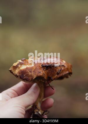 Weibliche Hand hält Bolete Pilz mit Bokeh Hintergrund, vertikale Extreme Nahaufnahme Stockfoto