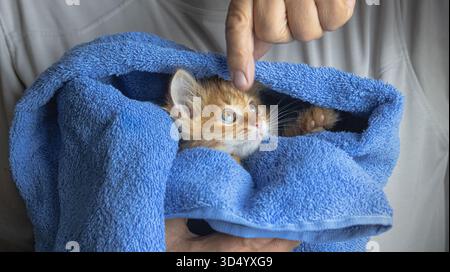 Ein süßes Ingwerkätzchen, in ein blaues Handtuch gewickelt, schaut auf die Hand darüber Stockfoto