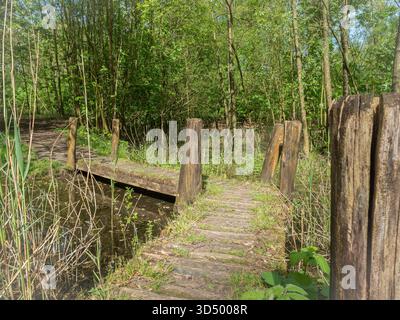 Sonnenlicht filtert durch das Laub auf einen einfachen, von Holzpfählen gestützten Holzsteg in einem sumpfigen Wald. Stockfoto