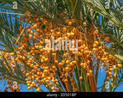 Extreme Nahaufnahme von schweren Häufern von leuchtend orange-gelben Datteln, die an einer Palmenkrone hängen. Stockfoto