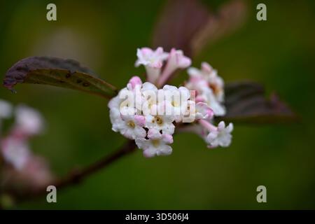 Blassrosa Spätherbst-/Winterblumen von Viburnum x bodnantense 'Charles Lamont' UK Garden November Stockfoto