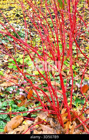 Leuchtend rote Herbst-/Winterstiele aus Hartholz Cornus Alba Sibirica UK Garden November Stockfoto