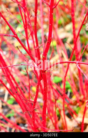 Leuchtend rote Herbst-/Winterstiele aus Hartholz Cornus Alba Sibirica UK Garden November Stockfoto
