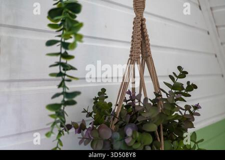 Hängende Eukalyptuspflanze in Makramee-Halter an Holzwandinnenraum Stockfoto