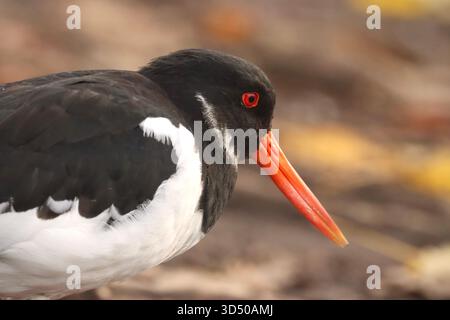 Nahaufnahme eines Oystercatcher Watvogels Stockfoto