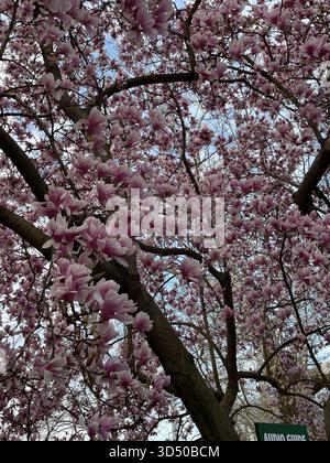 Magnolienbäume in voller Blüte erhellen den Central Park mit Frühlingsschönheit. Stockfoto