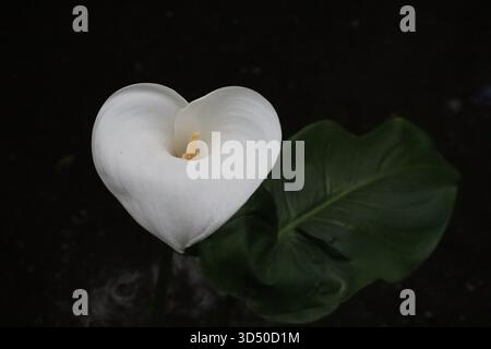 Weiße Calla-Lilie blommt mit einem einzigen grünen Blatt vor dunklem Hintergrund. Stockfoto