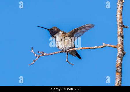 Ein schwarzköpfiger Kolibri hebt einen Flügel und schaut nach oben, während er sich auf den Flug vorbereitet. Nahaufnahme mit blauem Himmel. Stockfoto