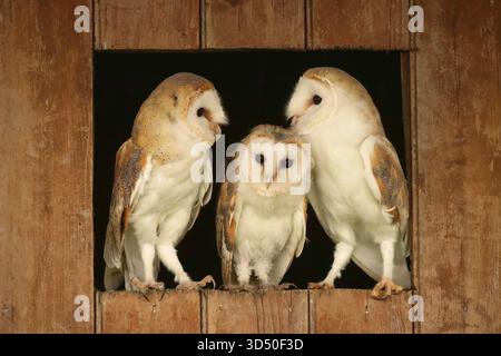 3 Scheuneneuulen sitzen in einem Scheunenfenster Stockfoto