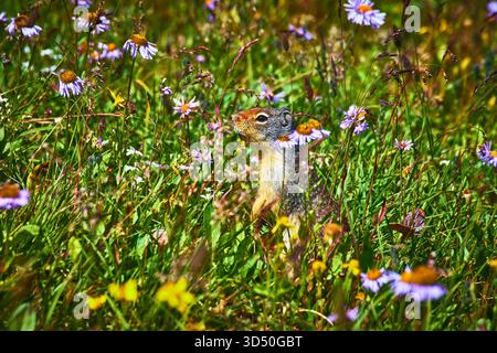 Eichhörnchen in Wildflower Meadow zwischen Sommerblüten und hohem Gras Stockfoto
