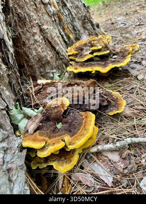 Die Dyers Mazegill, Phaeolus schweinitzii, wachsen in ihrem typischen Lebensraum - parasitisch an den Wurzeln von Nadelbäumen, insbesondere Kiefern und Fichten Stockfoto
