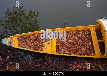 Srinagar, Indien. November 2025. SRINAGAR, INDIEN – 12. NOVEMBER: Ein geparktes Boot und getrocknete Chinarblätter, die an einem kalten Herbstmorgen am 12. November 2025 in Srinagar, Indien, am Ufer des Dal Lake zu sehen waren. (Foto: Waseem Andrabi/Hindustan Times/SIPA USA) Credit: SIPA USA/Alamy Live News Stockfoto