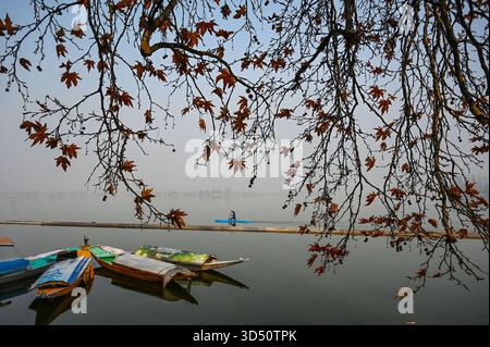 Srinagar, Indien. November 2025. SRINAGAR, INDIEN - 12. NOVEMBER: Ein Mann fährt am 12. November 2025 in Srinagar, Indien, auf einem Kajak im Dal-See. (Foto: Waseem Andrabi/Hindustan Times/SIPA USA) Credit: SIPA USA/Alamy Live News Stockfoto