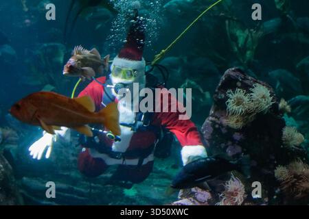 Vancouver, Kanada. November 2025. Ein Taucher in der Kleidung des Weihnachtsmanns tritt am 12. November 2025 im Vancouver Aquarium in Vancouver, British Columbia, Kanada auf. Quelle: Liang Sen/Xinhua/Alamy Live News Stockfoto
