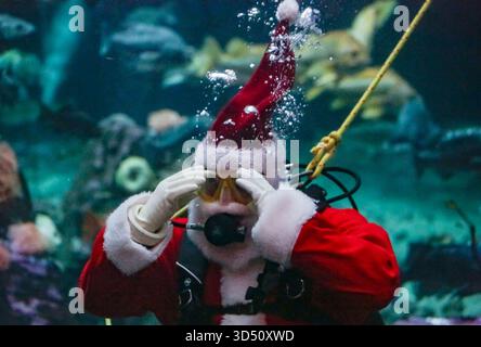 Vancouver, Kanada. November 2025. Ein Taucher in der Kleidung des Weihnachtsmanns tritt am 12. November 2025 im Vancouver Aquarium in Vancouver, British Columbia, Kanada auf. Quelle: Liang Sen/Xinhua/Alamy Live News Stockfoto