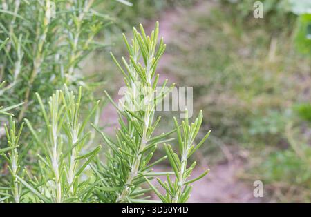 Aus nächster Nähe sehen Sie frische grüne Rosmarin Salvia rosmarinus Zweige mit nadelförmigen Blättern, die in einem Kräutergarten im Freien wachsen. Geringe Schärfentiefe Stockfoto