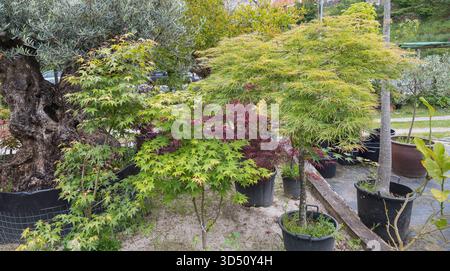 Eine Vielzahl von japanischen Ahornbäumen Acer Palmatum mit grünem und rotem Laub, neben einem großen, alten Olivenbaum Stamm in einem Garten im Freien Nurs Stockfoto