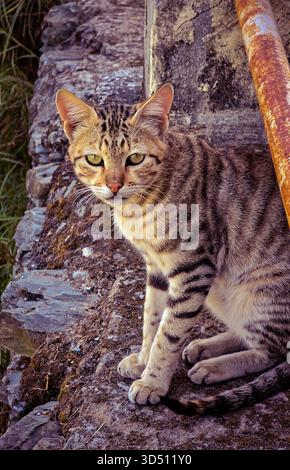 Eine wunderschöne gestreifte Katze, die auf einer felsigen Oberfläche sitzt und ruhig in die Kamera blickt. Die goldenen Augen der Katze, das gemusterte Fell und die entspannte Haltung sorgen für eine friedliche und natürliche Outdoor-Szene. Stockfoto