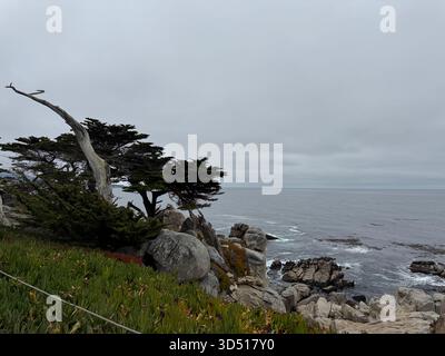 Foto von Ghost Tree vom Blufftop Trail am Ghost Trees in der Nähe von Pescadero Point in Pebble Beach, Kalifornien, USA. Stockfoto