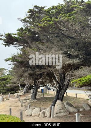 Foto von Ghost Trees vom Blufftop Trail am Ghost Trees in der Nähe von Pescadero Point in Pebble Beach, Kalifornien, USA. Stockfoto