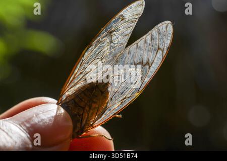 Sanfte Hand, die zarte, durchscheinende geflügelte Samen in hellem Waldsonnenlicht hält. Nahaufnahme der Natur, die ein Gefühl des Staunens beim Muster des Flügels zeigt Stockfoto